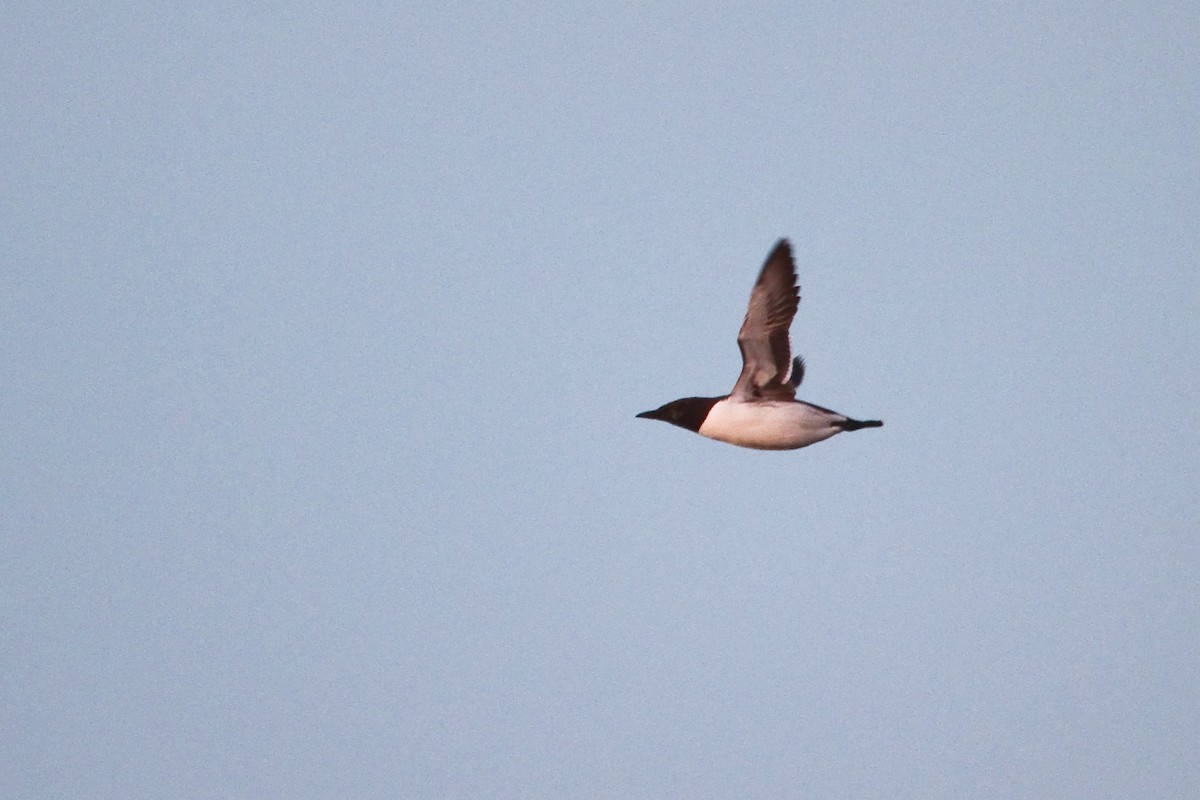 Common Murre - ML631263812