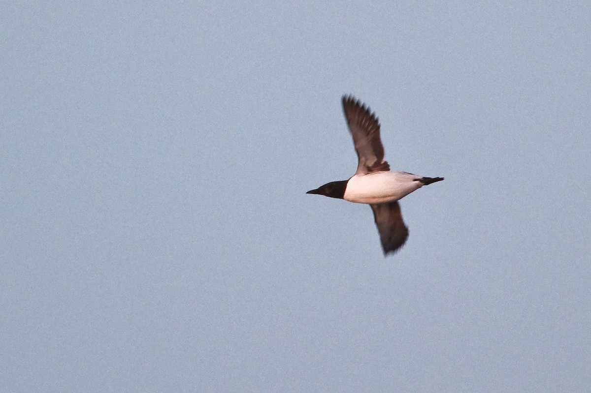 Common Murre - ML631263814