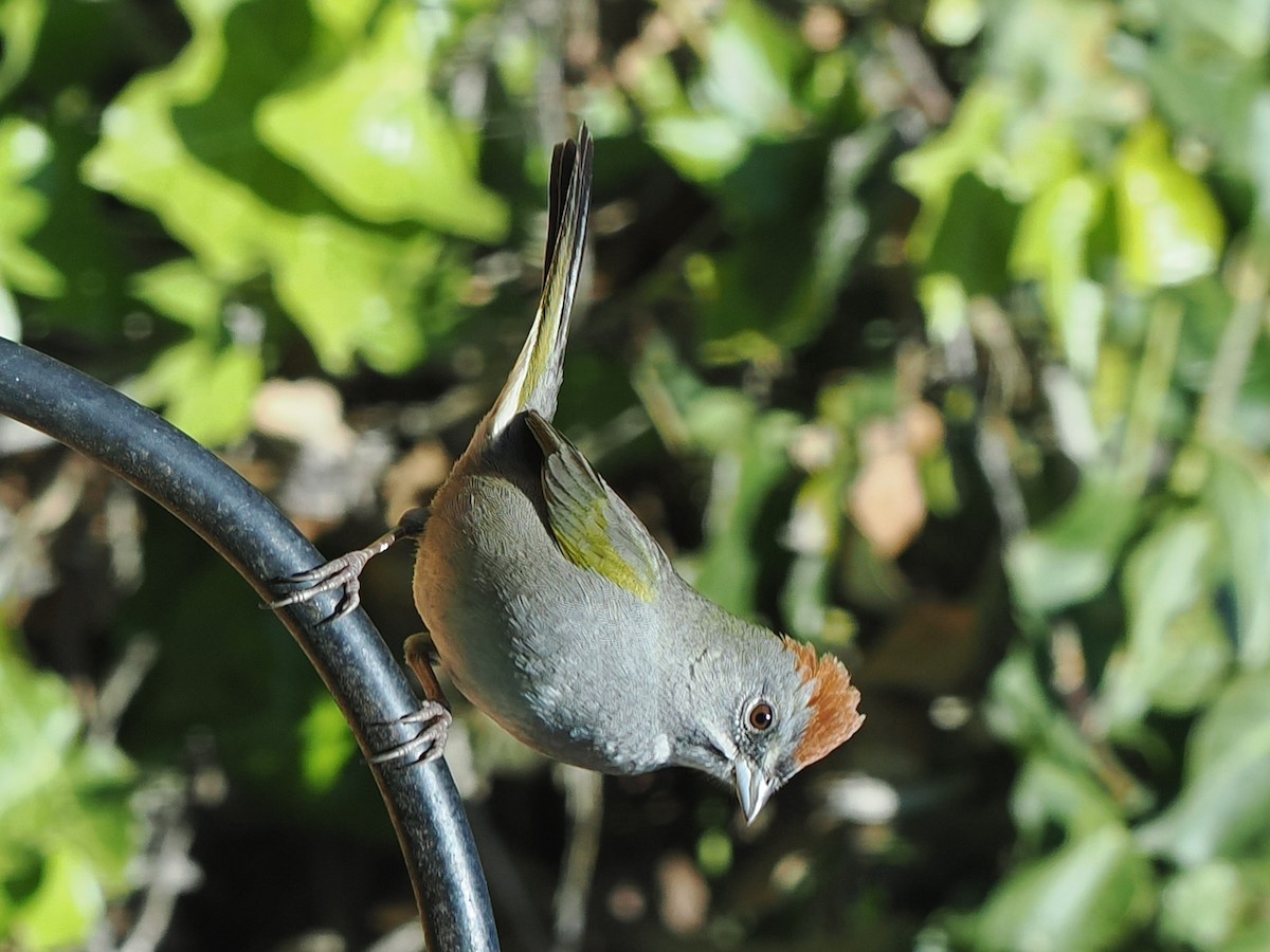Green-tailed Towhee - Anonymous