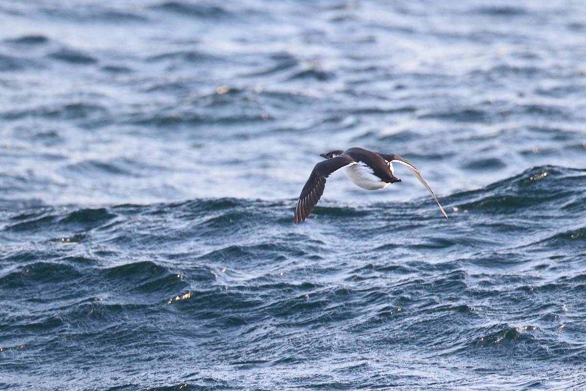 Common Murre - ML631263990