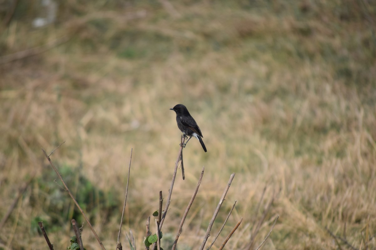Pied Bushchat - ML631264075