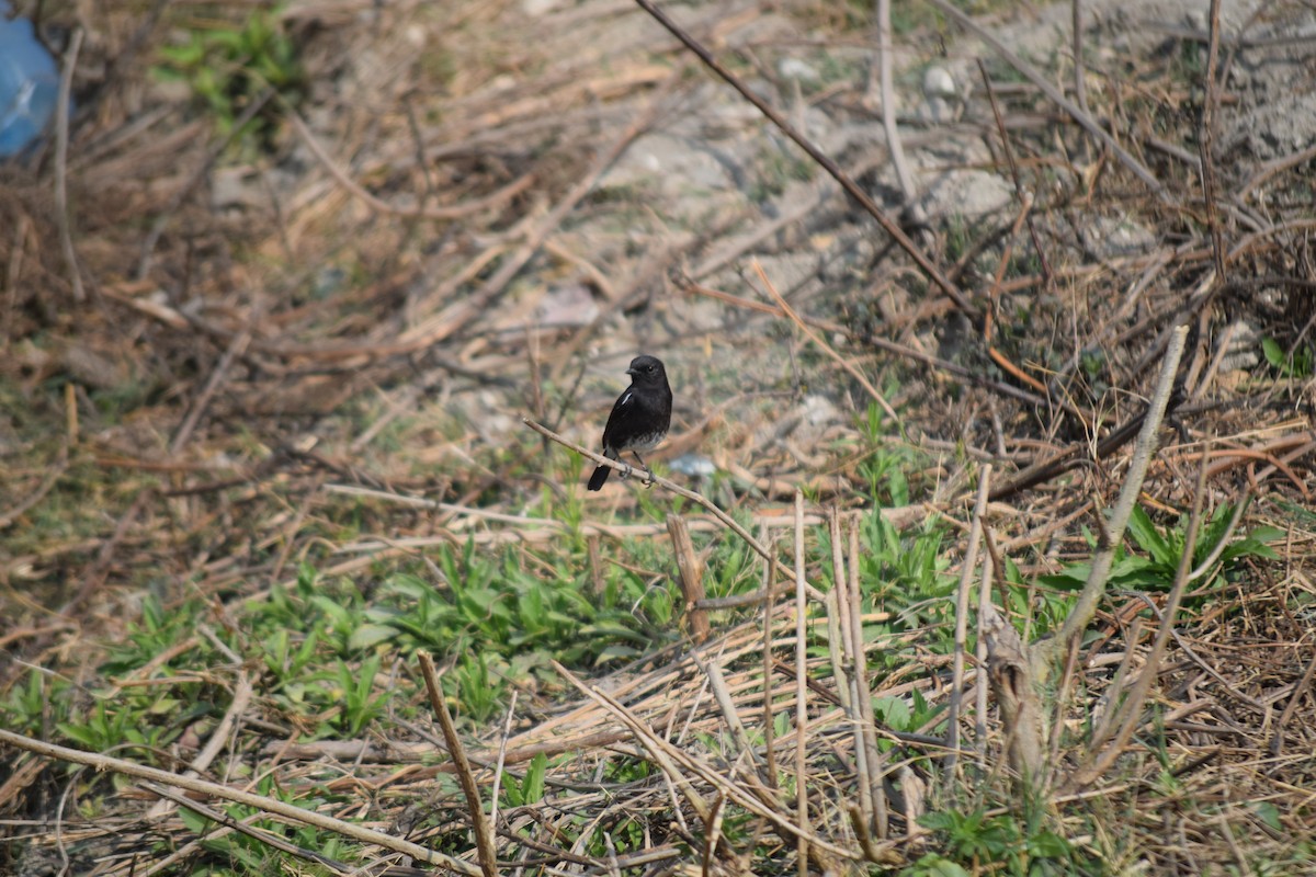 Pied Bushchat - ML631264076