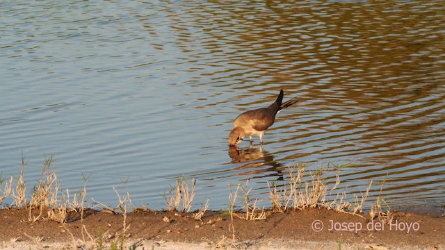 Collared Pratincole - ML631264134