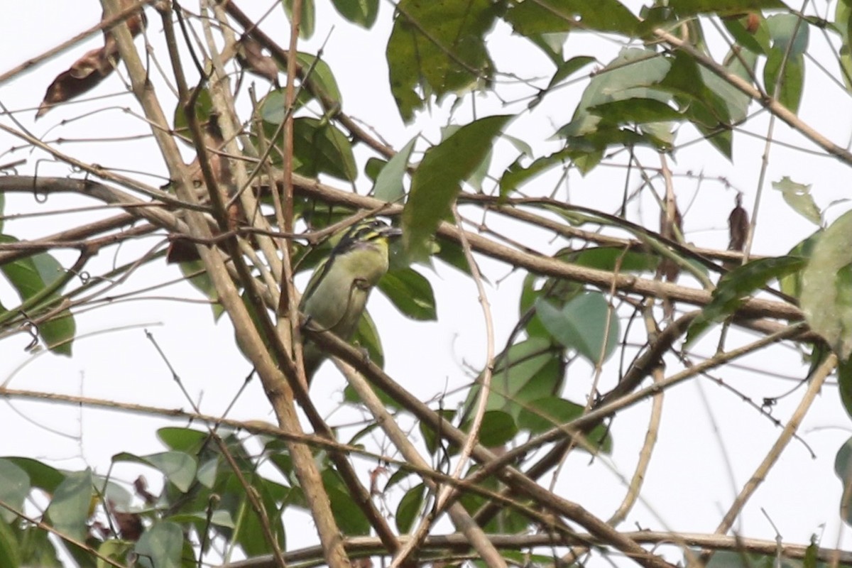 Red-rumped Tinkerbird - ML631264157