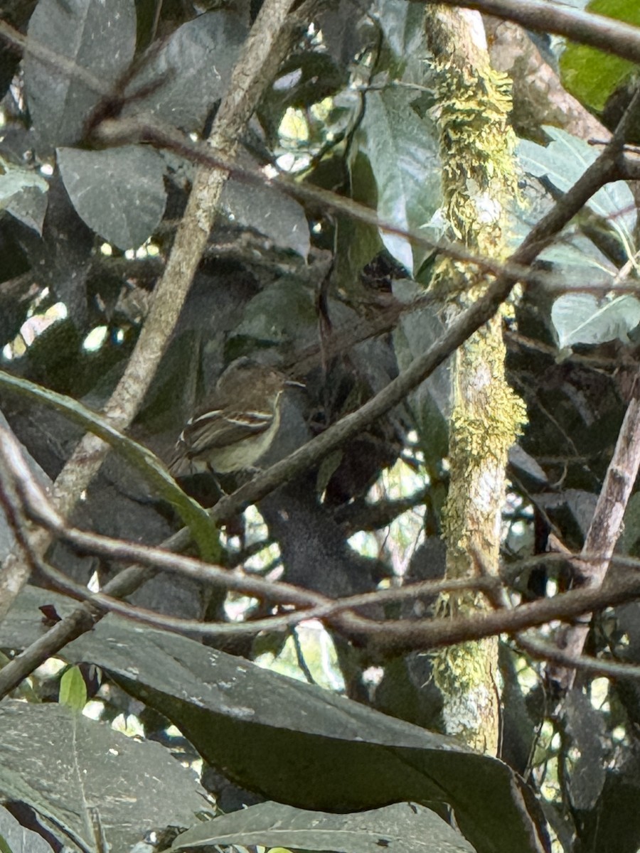 Double-banded Pygmy-Tyrant - ML631264186