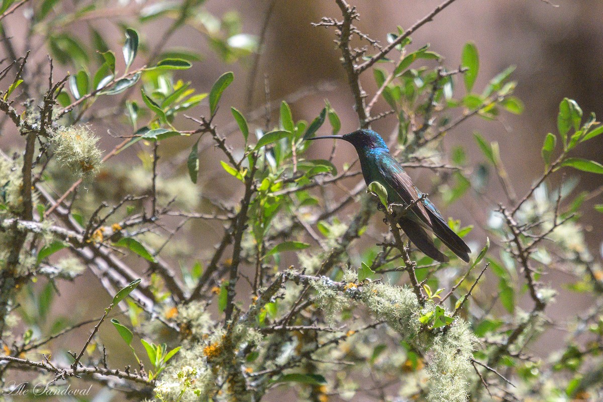 Colibri d'Anaïs - ML631264197