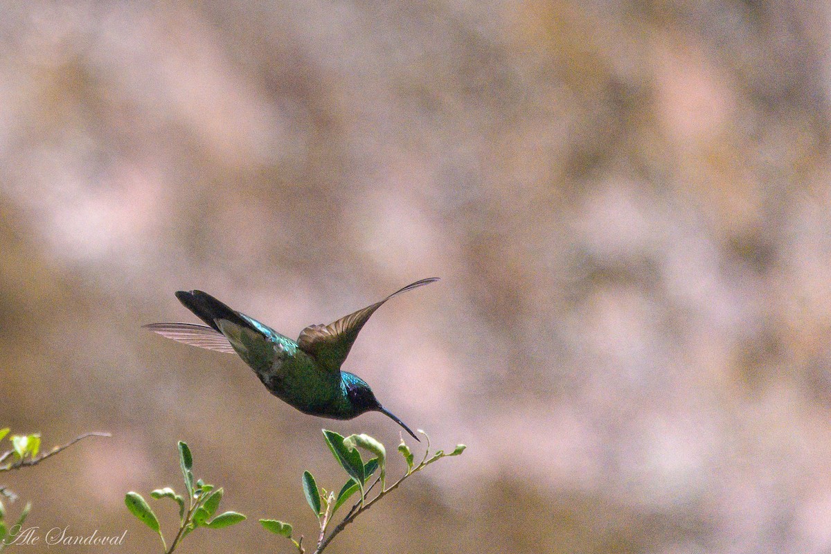 Colibri d'Anaïs - ML631264200