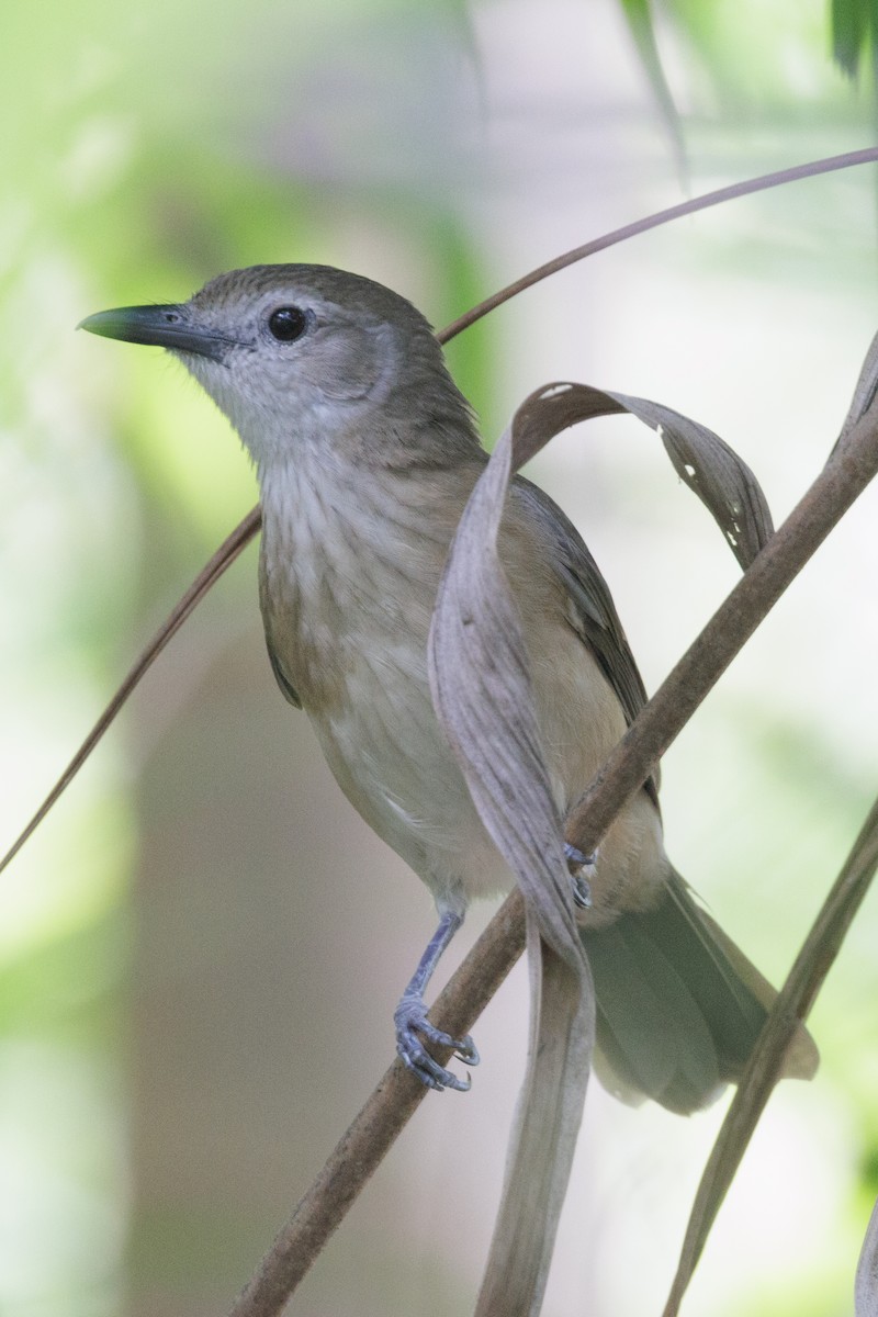 Arafura Shrikethrush - ML631264249