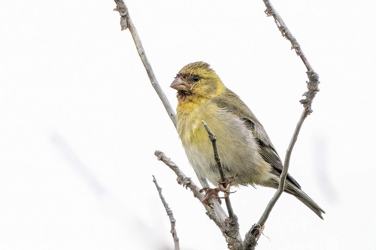 Black-chinned Siskin - ML631264352