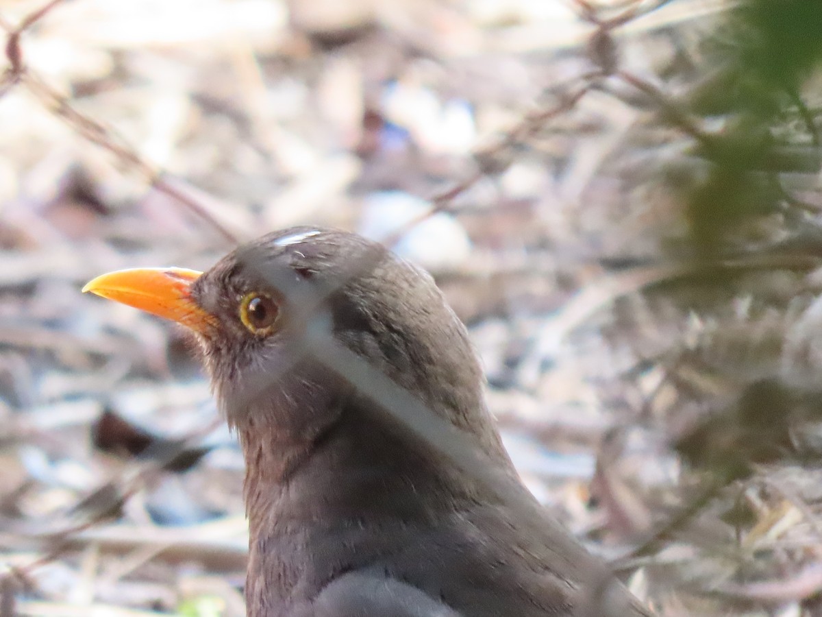 Eurasian Blackbird - ML631264416