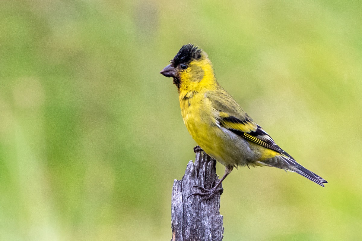 Black-chinned Siskin - ML631264423
