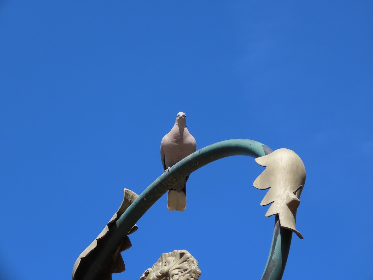 Eurasian Collared-Dove - ML631264427