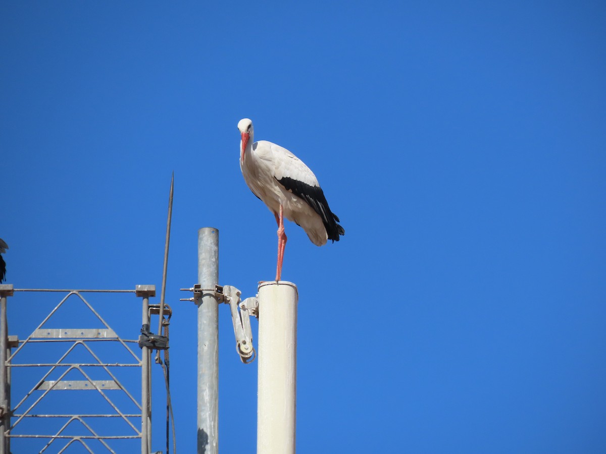 White Stork - ML631264484
