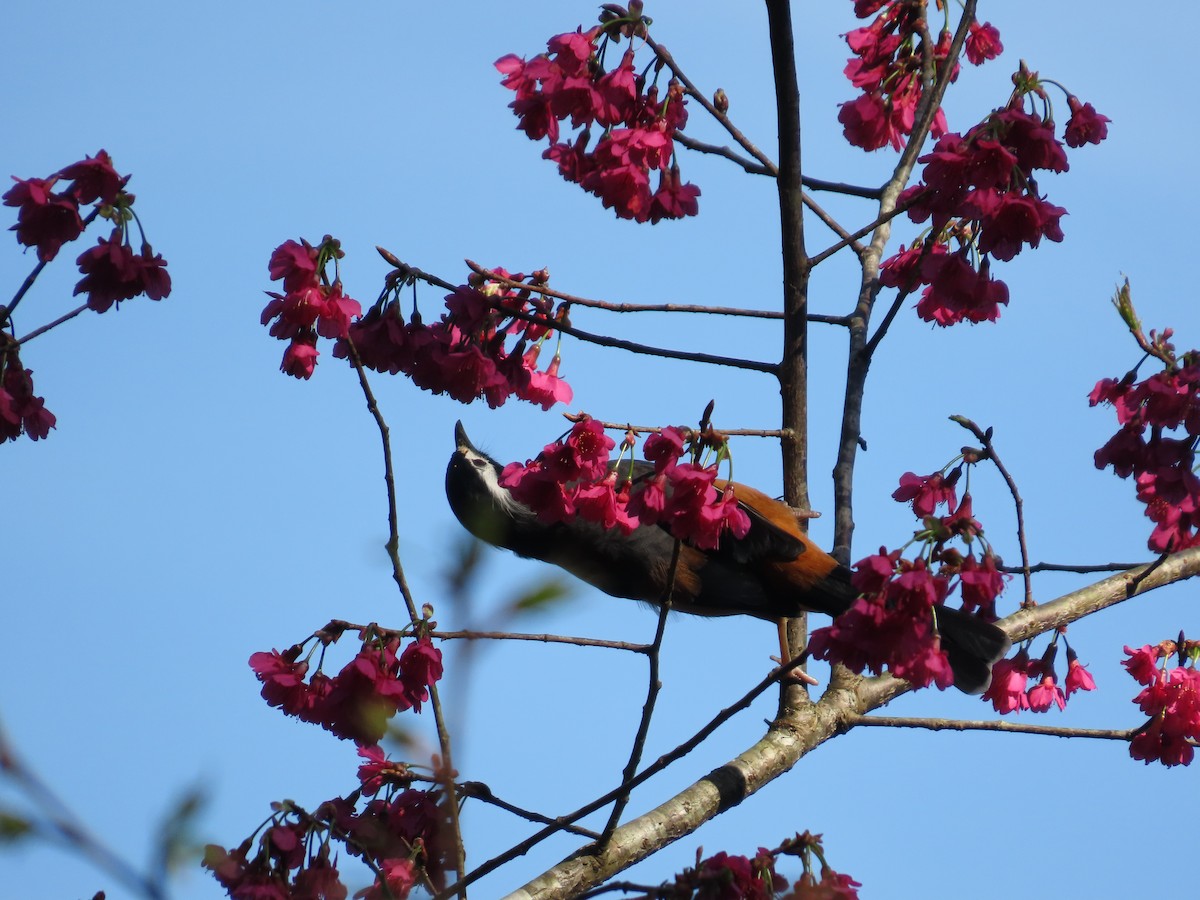 White-eared Sibia - ML631264517