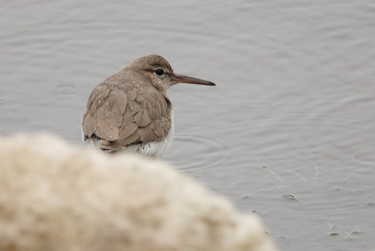 flekksnipe - ML631264555