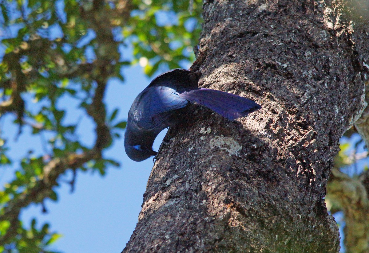 Blue Coua - ML631264559