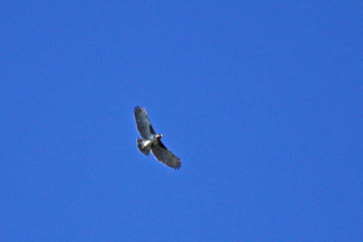 Madagascar Buzzard - ML631264614