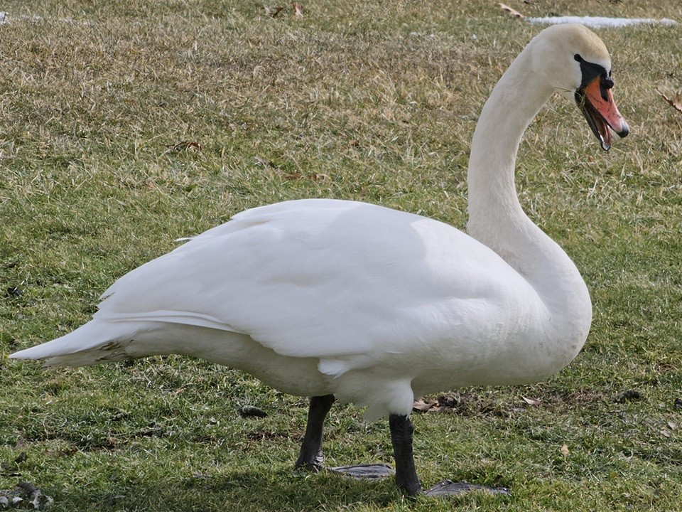Mute Swan - ML631264645
