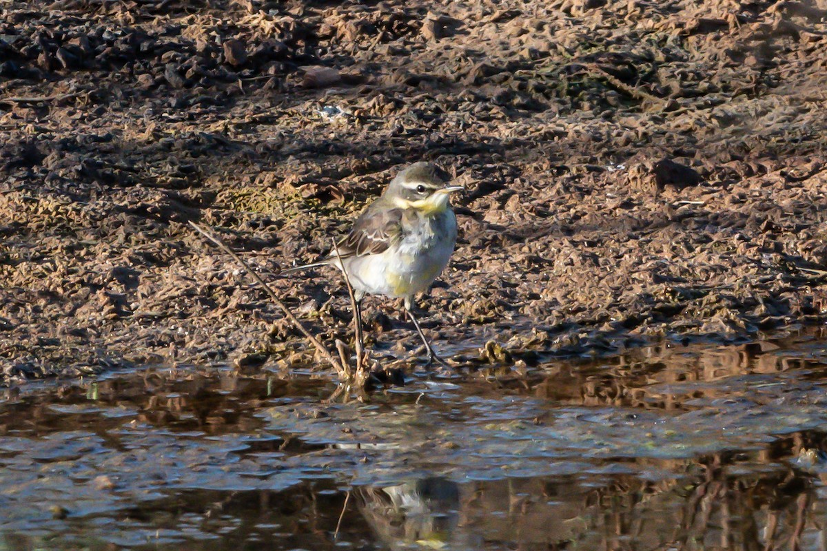 Eastern Yellow Wagtail - Flavio Felici