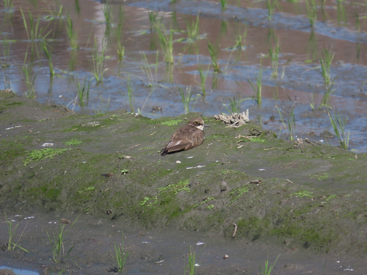 Little Ringed Plover - ML631264656