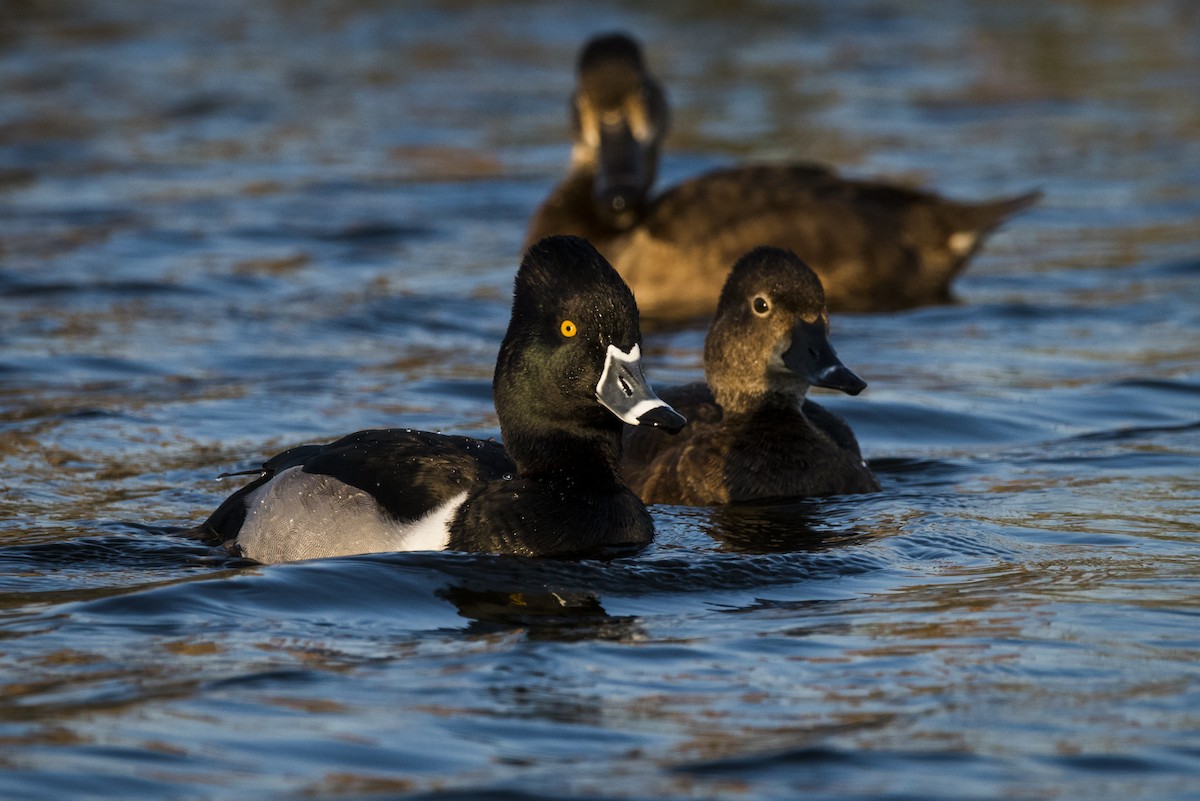 Ring-necked Duck - ML63126471