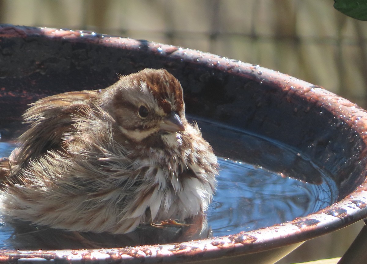 Song Sparrow - ML631264726