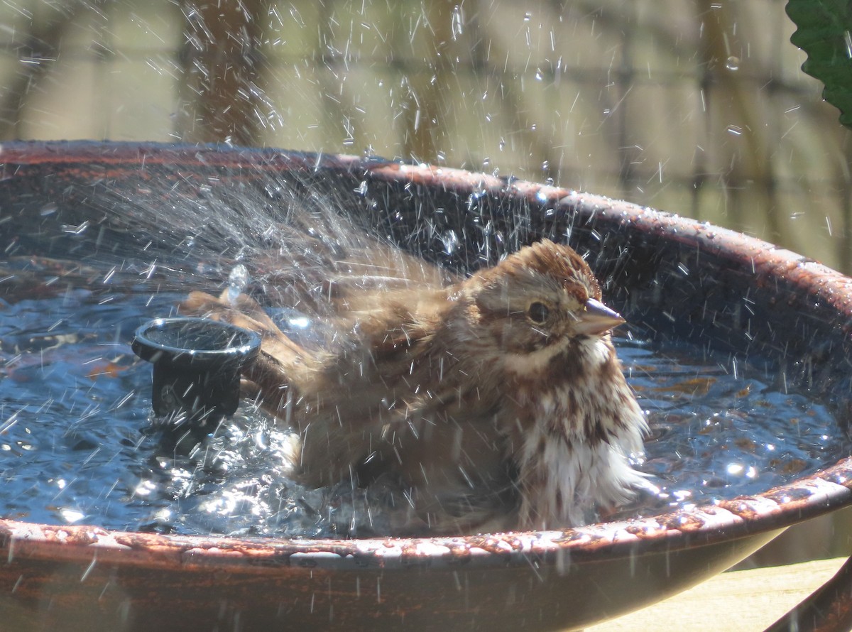 Song Sparrow - ML631264730