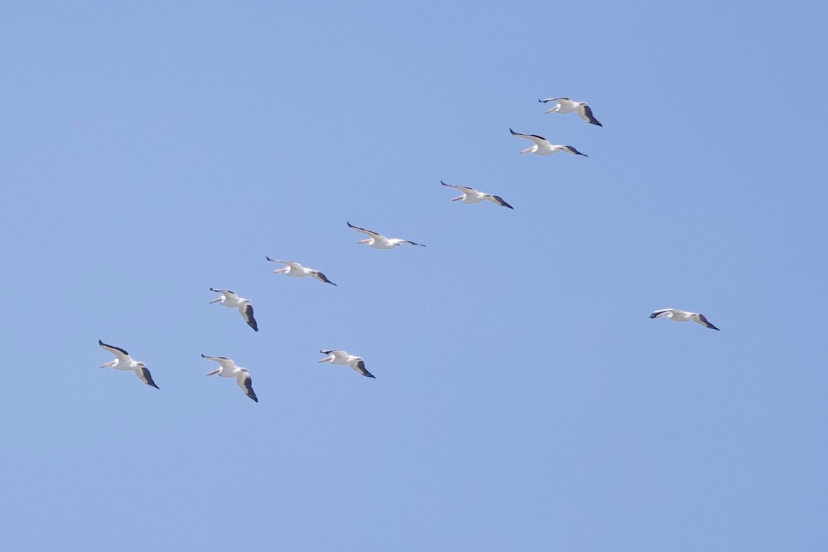American White Pelican - ML631265106