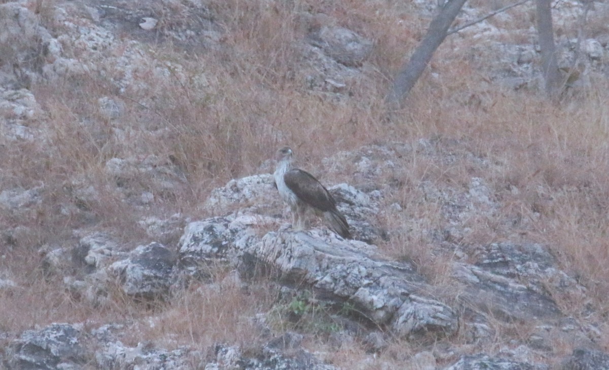 Bonelli's Eagle - ML631265131