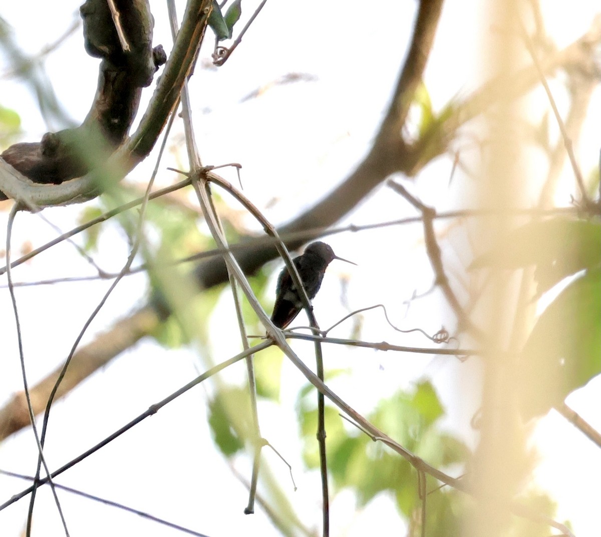 Berylline Hummingbird - ML631265168