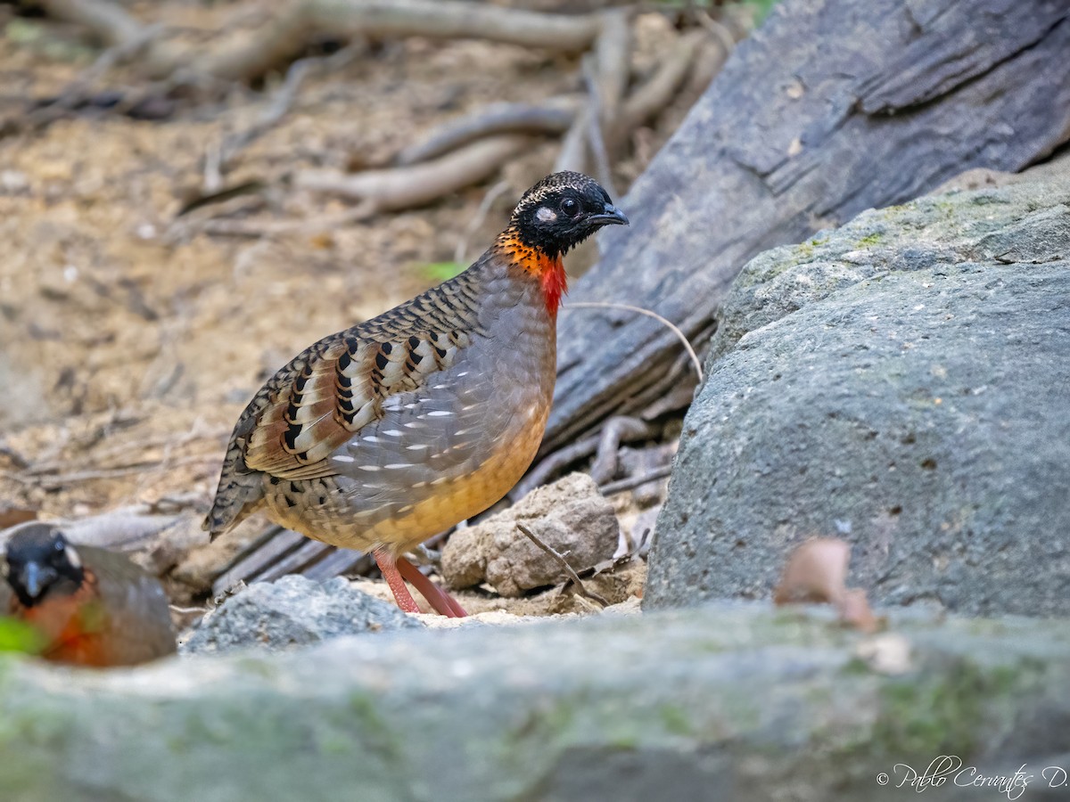 Hainan Partridge - ML631265210