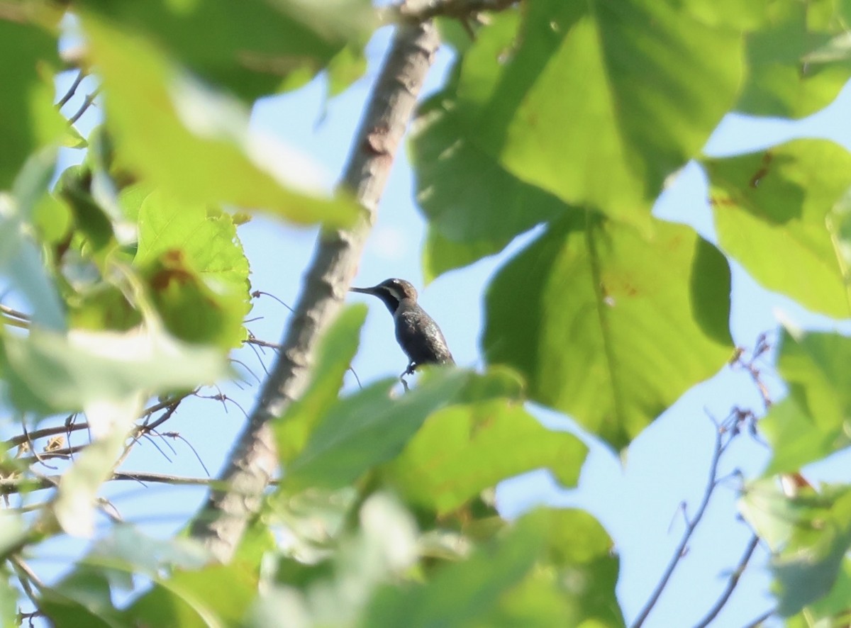 Long-billed Starthroat - ML631265227