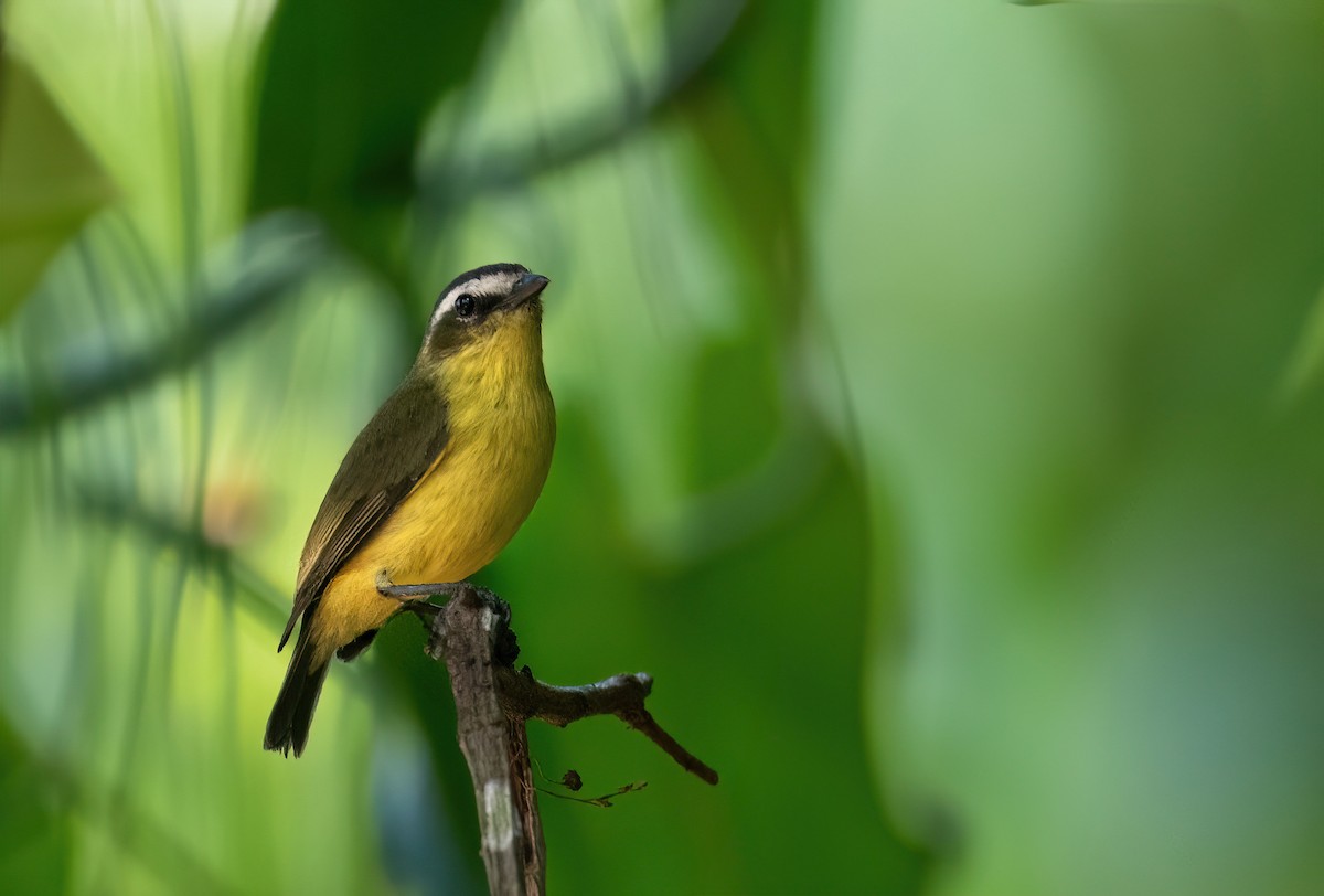 Yellow-bellied Tyrannulet - ML631265309