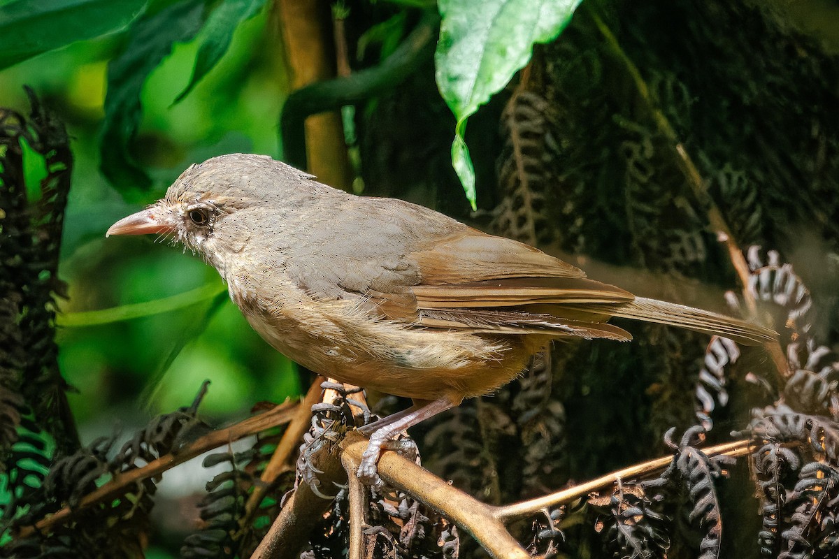 Rufous Shrikethrush - ML631265473