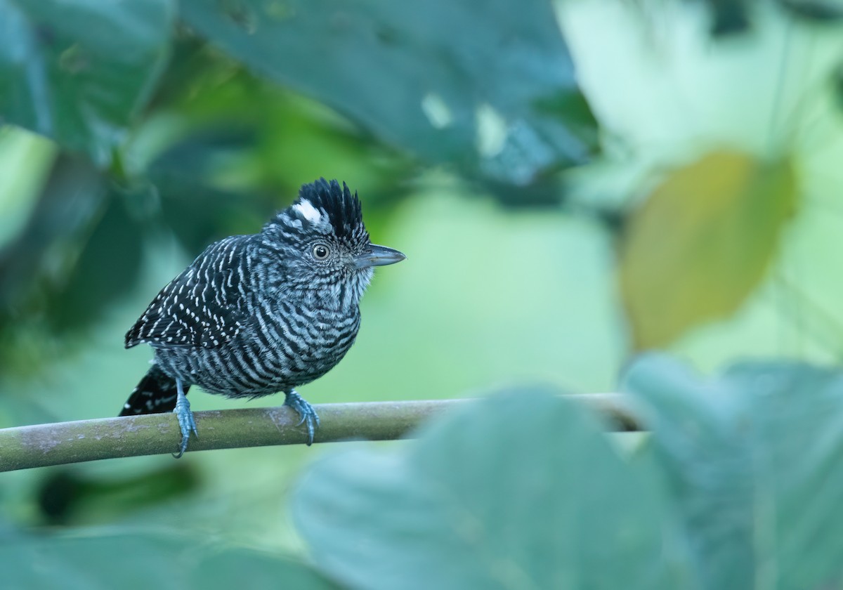 Barred Antshrike - ML631265484