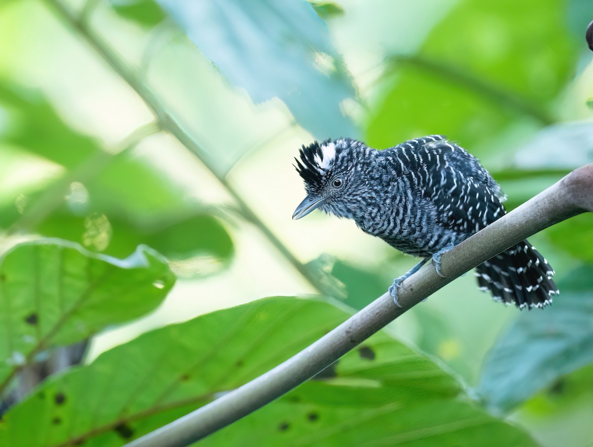 Barred Antshrike - ML631265485