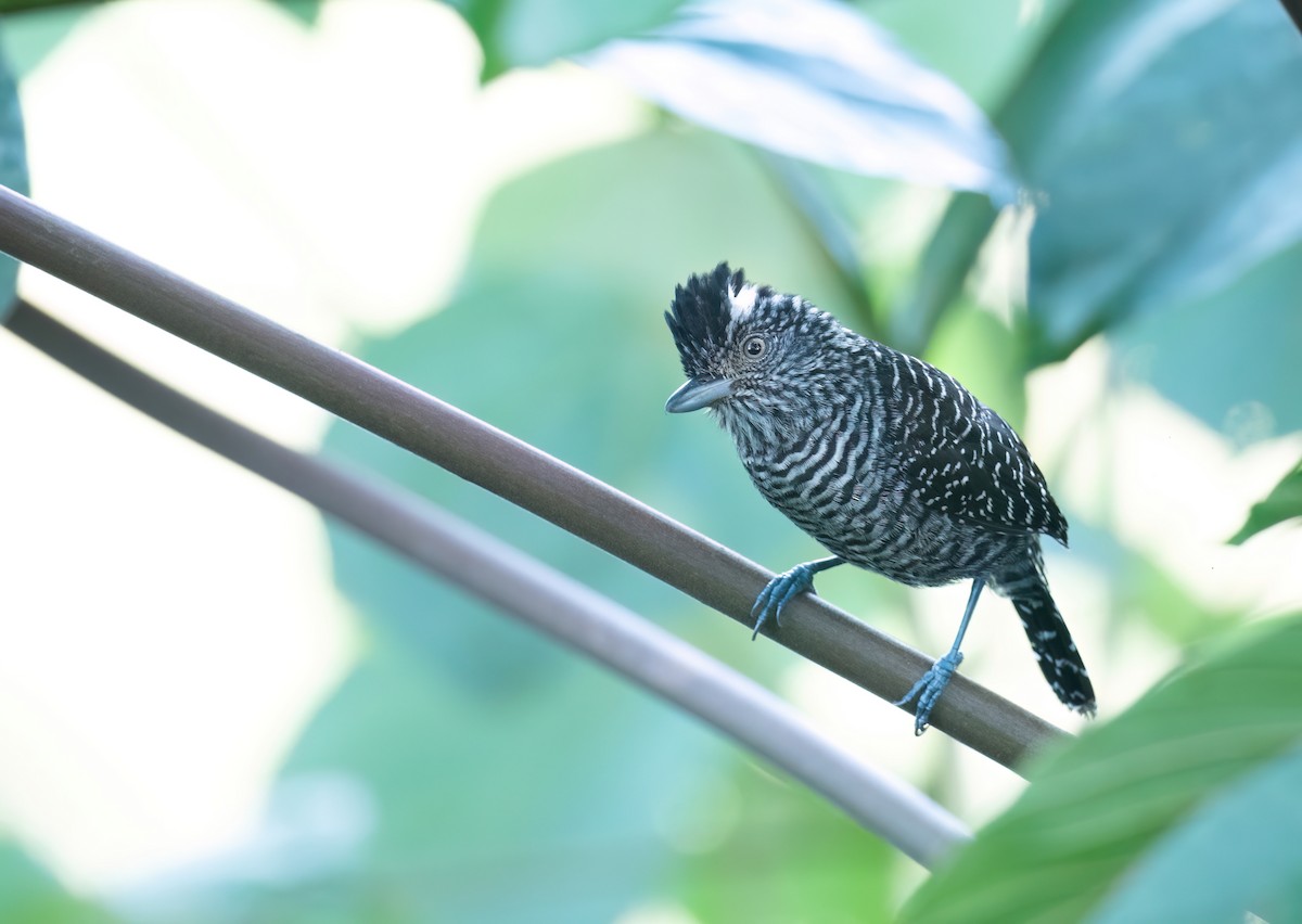 Barred Antshrike - ML631265486