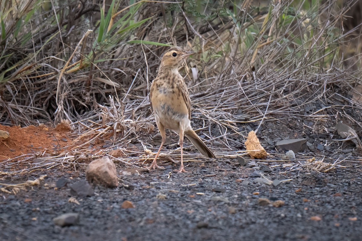 Buffy Pipit - ML631265628