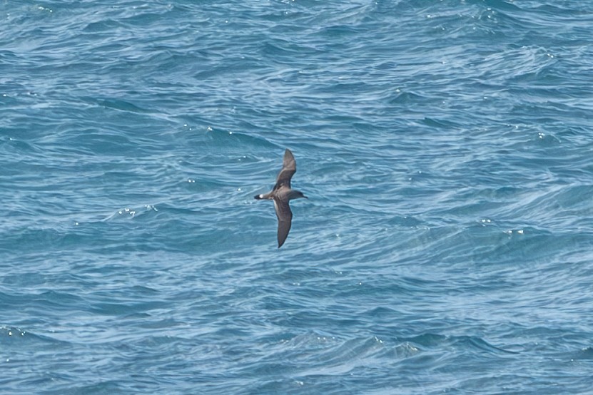 Cory's Shearwater - ML631265734