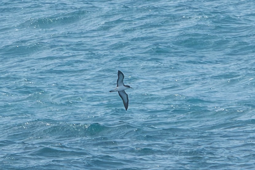 Cory's Shearwater - ML631265740