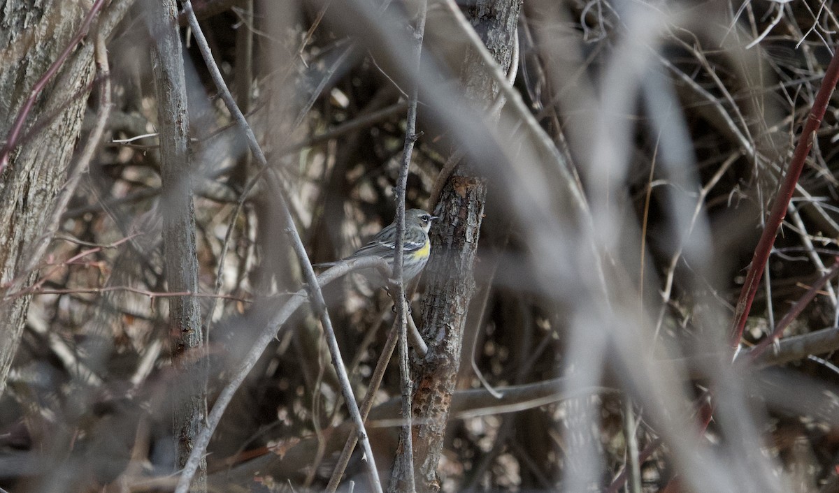 Yellow-rumped Warbler - ML631265765