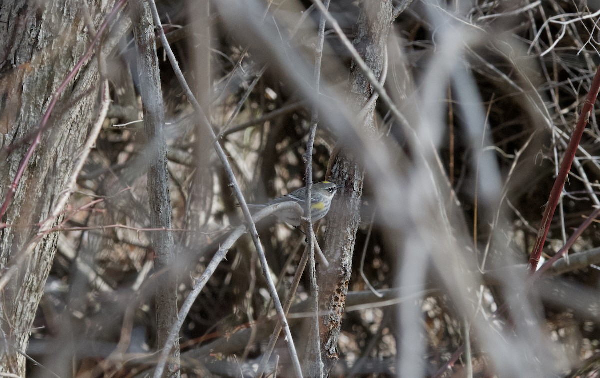Yellow-rumped Warbler - ML631265771