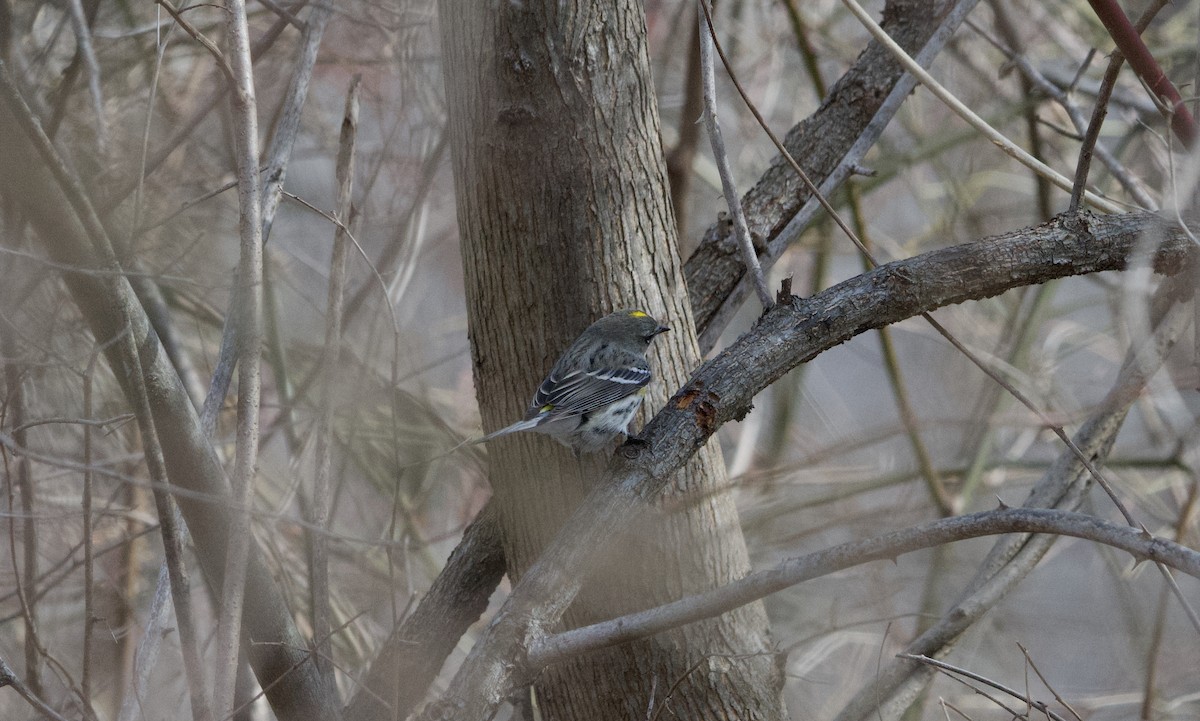 Yellow-rumped Warbler - ML631265825