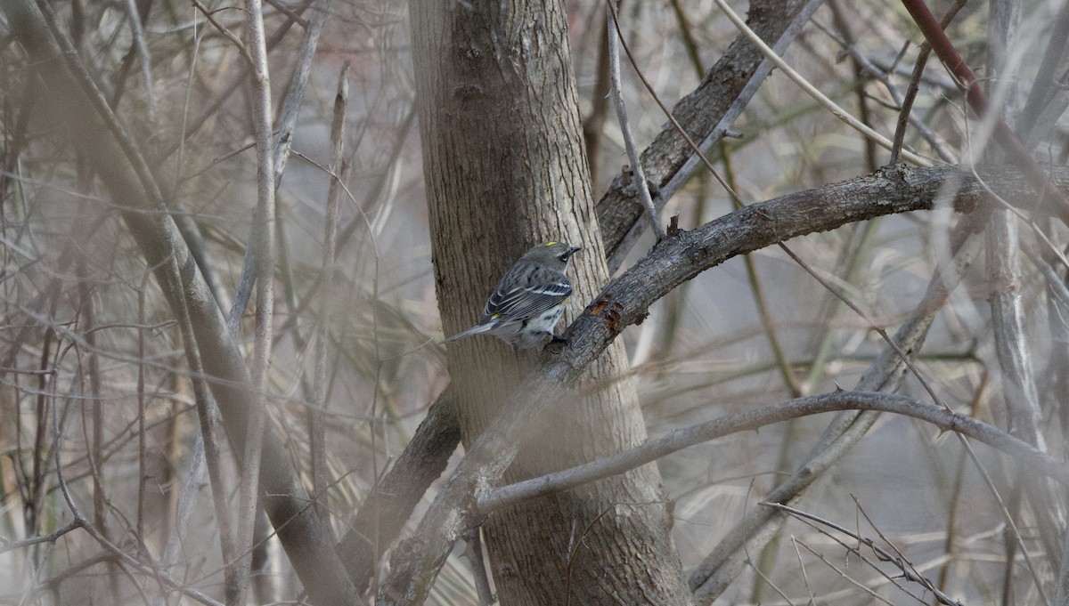 Yellow-rumped Warbler - ML631265831