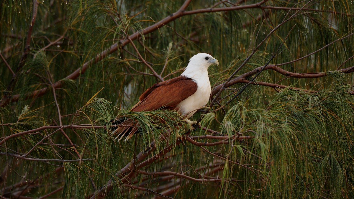 Brahminy Kite - ML631266017