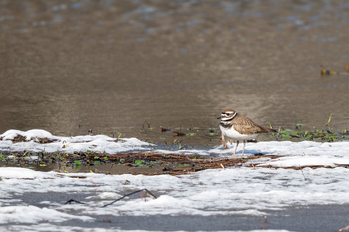Killdeer - ML631266325