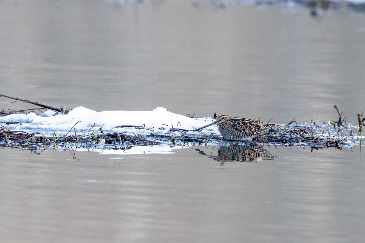 Wilson's Snipe - ML631266332