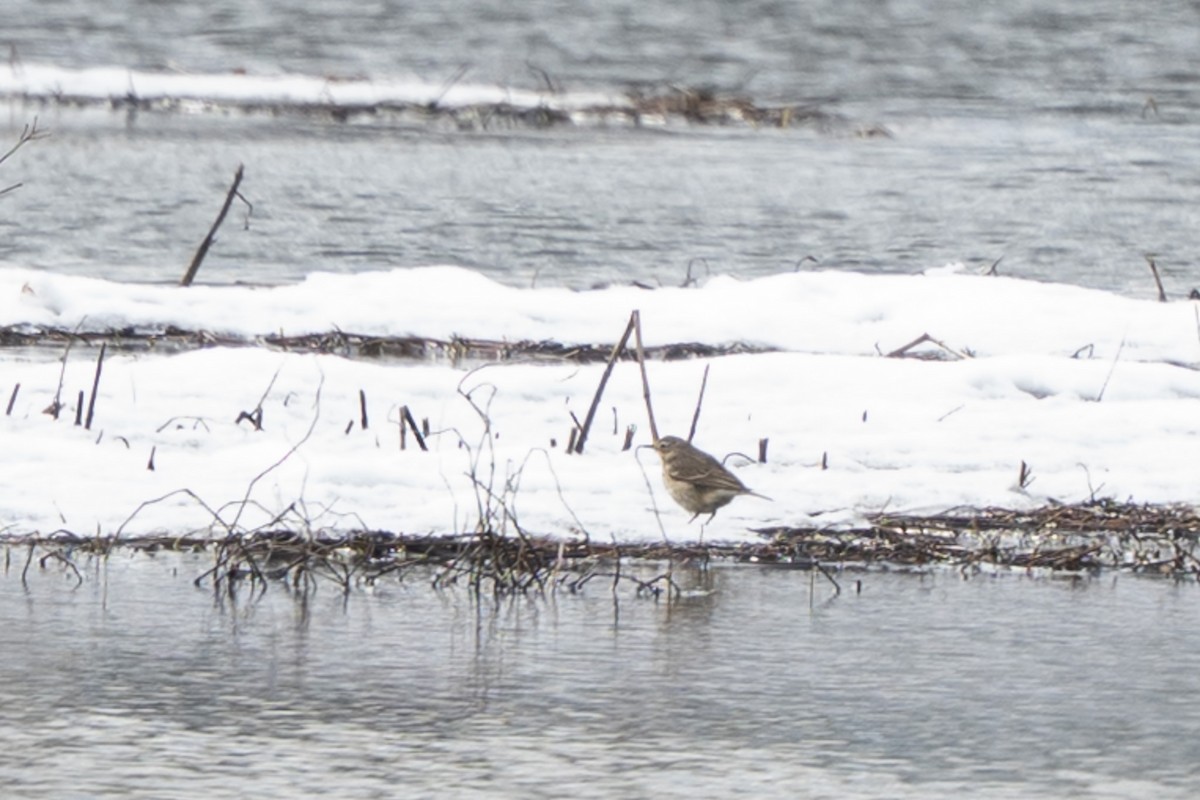 American Pipit - ML631266342
