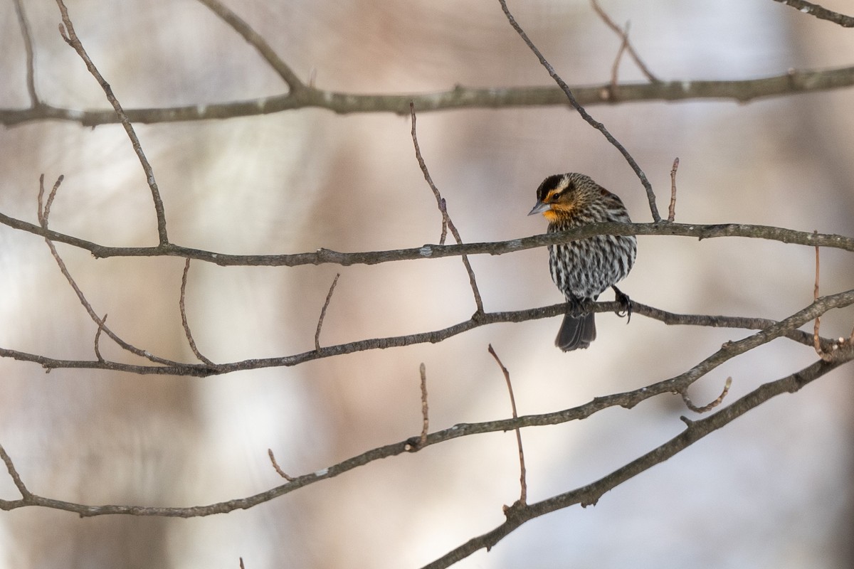 Red-winged Blackbird - ML631266358