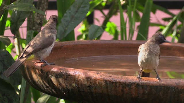 Common Bulbul - ML631266480